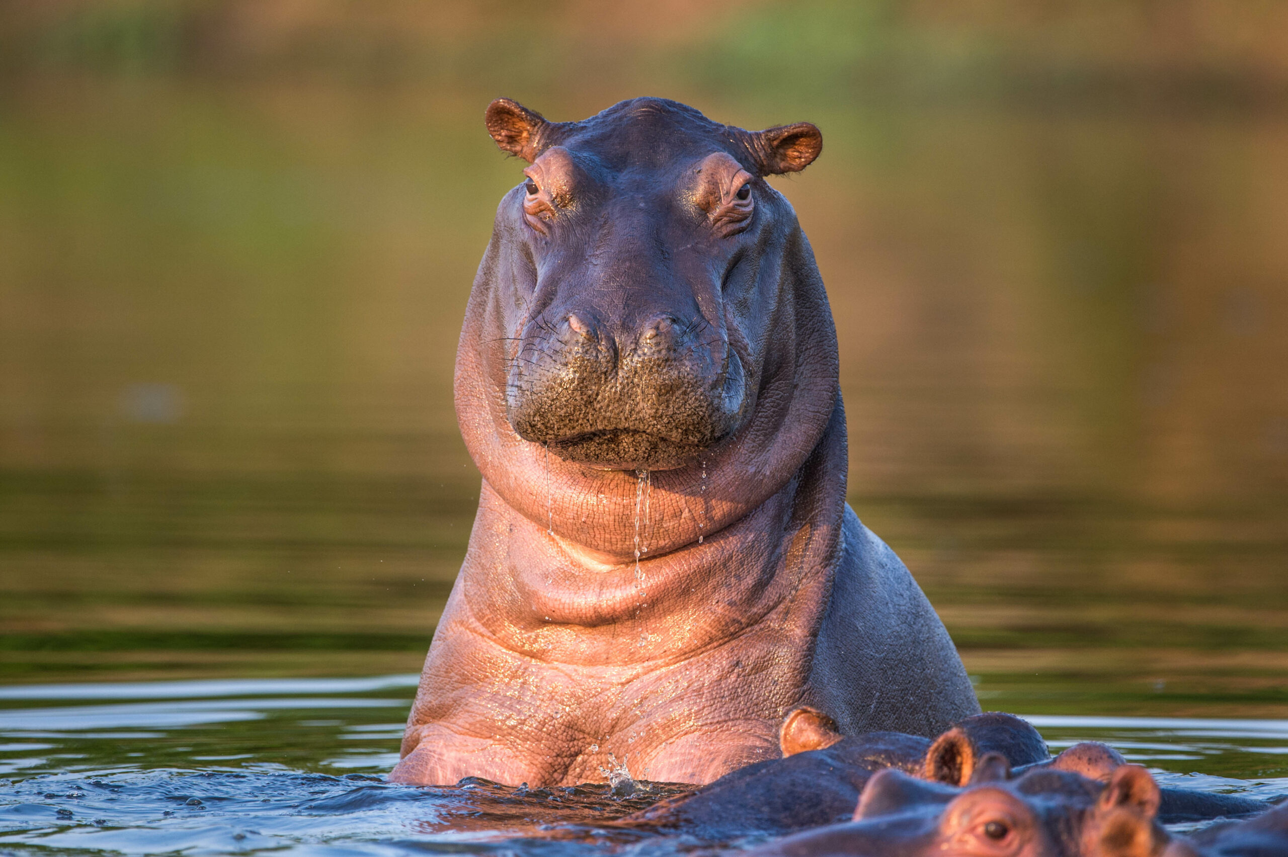 purple hippo tours